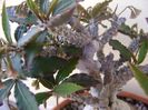 Euphorbia suzannae-marnierae