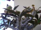 Euphorbia suzannae-marnierae