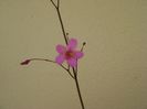 Talinum paniculatum