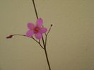 Talinum paniculatum
