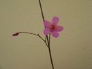 Talinum paniculatum