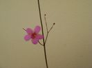 Talinum paniculatum