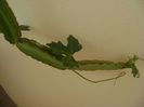 Cissus quadrangularis