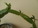 Cissus quadrangularis
