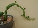 Cissus quadrangularis
