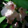 Nuovo_1_Photo5149