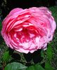 Nuovo_1_Photo5158