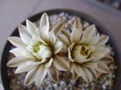 Gymnocalycium ragonesei