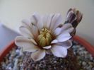 Gymnocalycium obductum