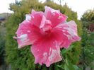 HIBISCUS  RED SNAPER.