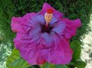 HIBISCUS LILAC WINE