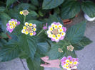 lantana