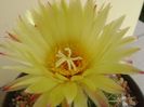 Coryphantha elephantidens ssp. sulcolanata