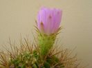 Acanthocalycium spiniflorum f. violaceum