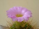 Acanthocalycium spiniflorum f. violaceum