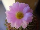 Acanthocalycium spiniflorum f. violaceum
