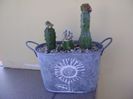 Grup de 3 cactusi altoiti