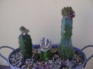 Grup de 3 cactusi altoiti