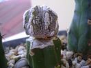 Astrophytum myriostigma cv. Fukuryu reticulatus