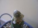 Blossfeldia liliputana