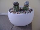 Grup de 2 cactusi altoiti