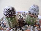 Grup de 2 cactusi altoiti
