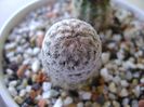 Mammillaria sanchez-mejoradae
