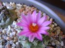 Turbinicarpus viereckii