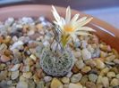 Turbinicarpus krainzianus v. lausseri