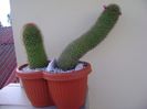Mammillaria backebergiana