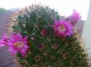 Mammillaria backebergiana