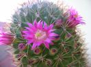 Mammillaria backebergiana