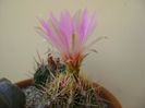 Thelocactus bicolor ssp. pottsii