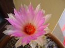 Thelocactus bicolor ssp. pottsii