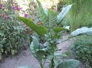 Brugmansia oct. 2017