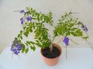 Duranta