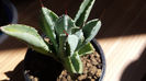 Agave Potatorum "Cubic"