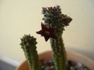 Echidnopsis repens