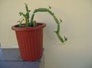 Cissus quadrangularis