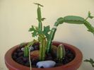 Cissus quadrangularis