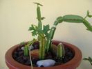 Cissus quadrangularis