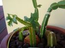 Cissus quadrangularis