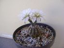 Gymnocalycium ragonesei
