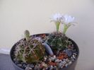 Gymnocalycium damsii v. tucavocense