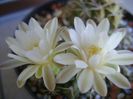 Gymnocalycium damsii v. tucavocense