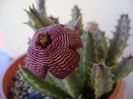 Stapelia hb. comparabilis