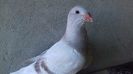 20170803_121929(0)