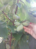 pomi fructiferi rari adaptati climei noastre