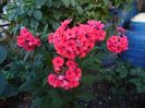 phlox tequila