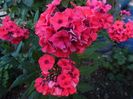 phlox tequila